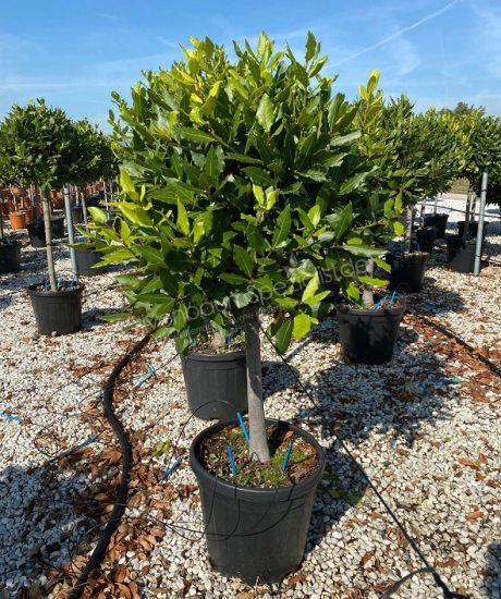 Laurus nobilis Sortimentsübersicht Echter lorbeer Laurus nobilis